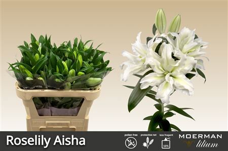 Li Or Du Roselily Aisha