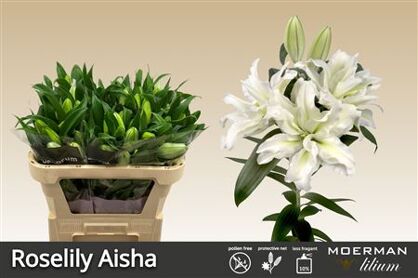 Li Or Du Roselily Aisha