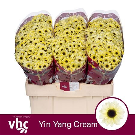 Chr S Yin Yang Cream