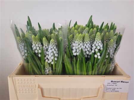 Muscari Manon