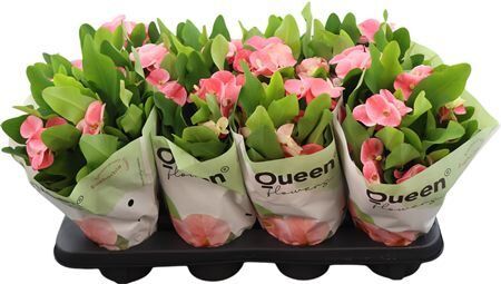 Euphorbia Tiara Charlotte Roze
