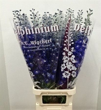 Delph Du Dew Blue Star