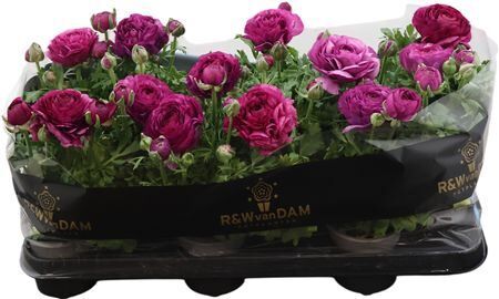 Ranun Purple
