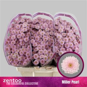 Chr S Miller Pearl