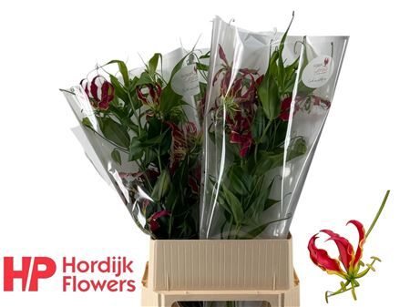 Gloriosa Rothschildiana