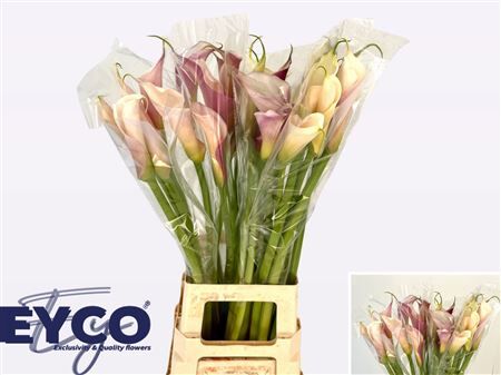 Zant Ae Eyd Gem Fust