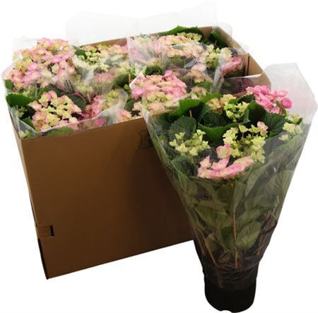 Hydr M Hovaria Superstars Pink 5+