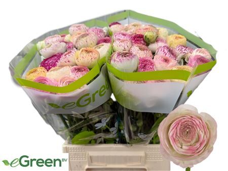 Ran Aazur Pink Stripe