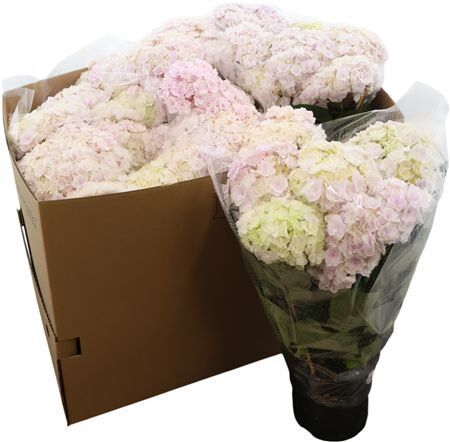 Hydr M Hovaria New Double Pink 5+