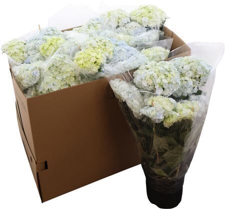 Hydr M Hovaria New Double Blue 5+