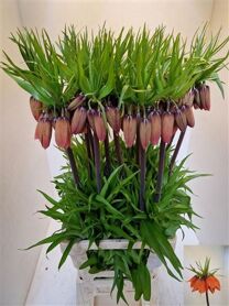 Fritillaria Imperialis