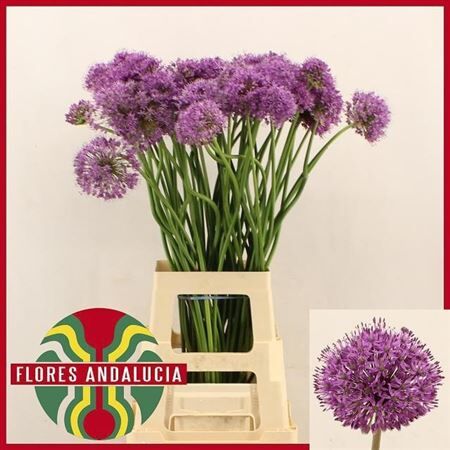 Allium Gladiator Artestiek
