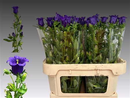 Camp M Campana Deep Blue