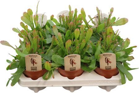 Rhipsalis Red Coral