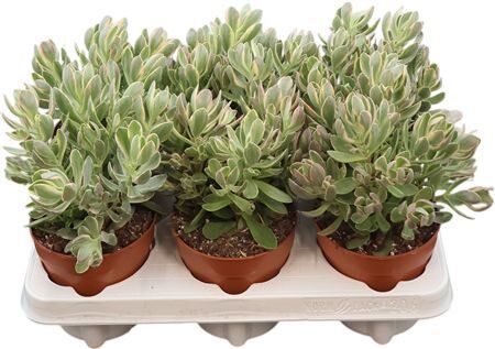 Crass Swaziensis Variegata