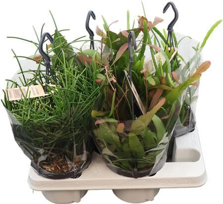 Rhipsalis Gemengd