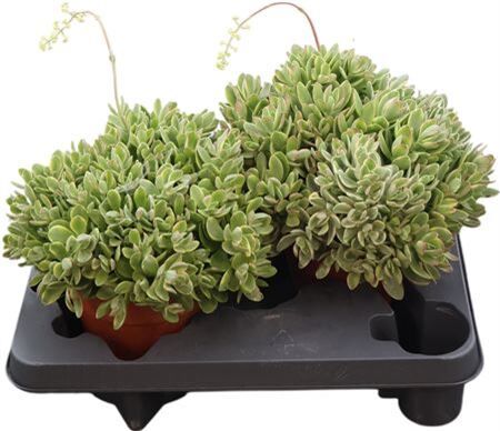 Crass Swaziensis Variegata