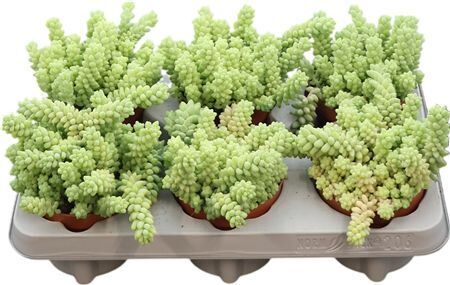 Sedum Burrito