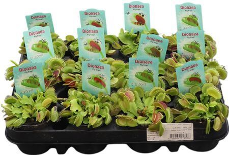 Dionea Muscipula Fly Trap