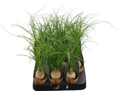 Beaucarnea Recurvata Potcover