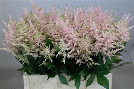 Astilbe Ja Europa