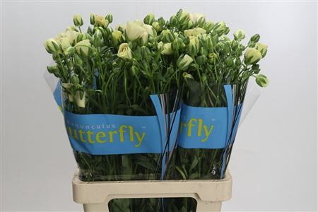 Ranunculus Butterfly Keramos