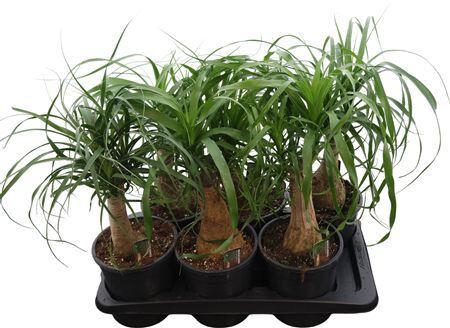 Beaucarnea Recurvata