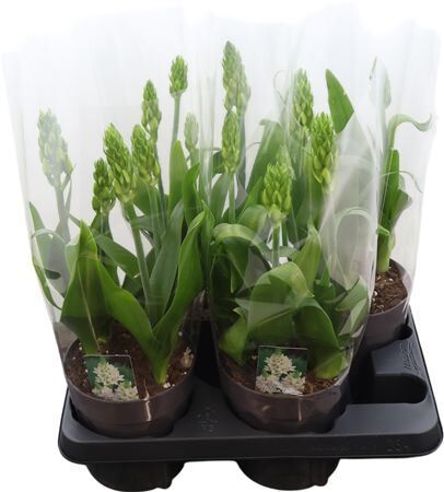 Ornit Th Snowflake 3 Tak