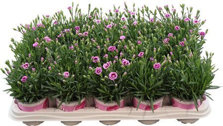 Dianthus Pink Kisses