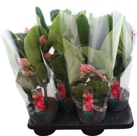 Medinilla Magnifica Flamenco 4 Knop