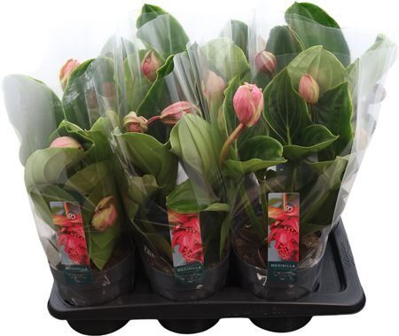 Medinilla Magnifica Flamenco 2 Knop