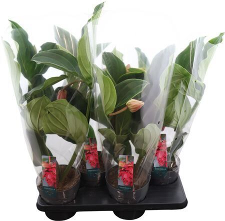 Medinilla Magnifica Flamenco 3 Knop