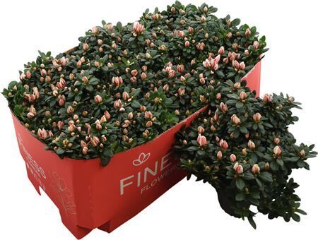 Rhodo Si Mevr Gerard