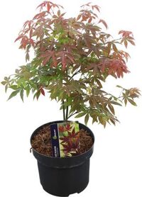 Acer Pa Atropurpureum