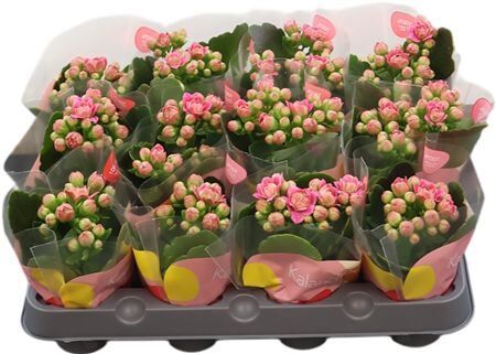 Kalan Gev Roze Adelaide