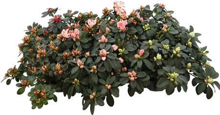 Rhodo Si Mixed