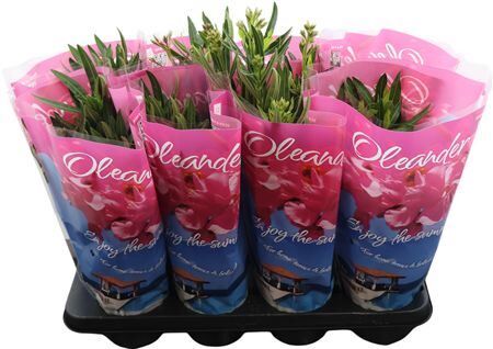 Nerium Oleander Gemengd 3+