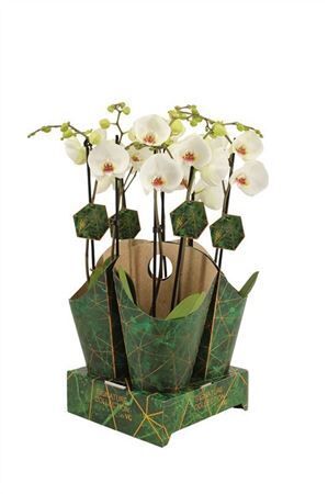 Phal Polar Bear 2 Tak 16+ Potcover