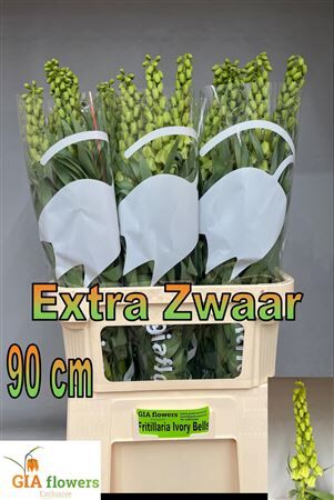 Fritillaria Ivory Bells