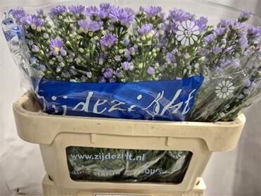 Aster Cassandra