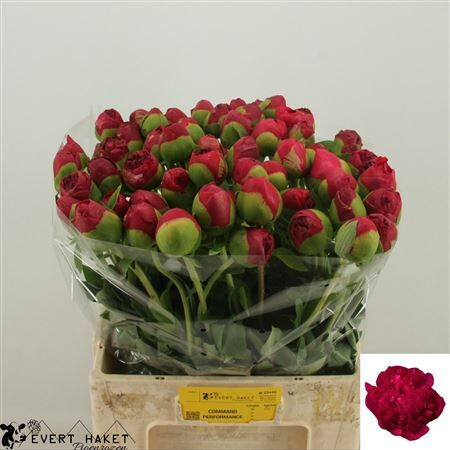 Paeo L Command Performance