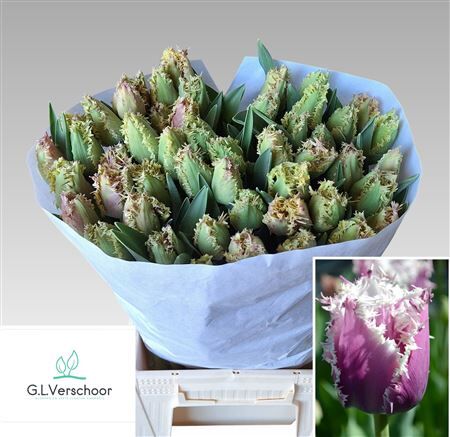 Tu Gefr Crunch Cummins