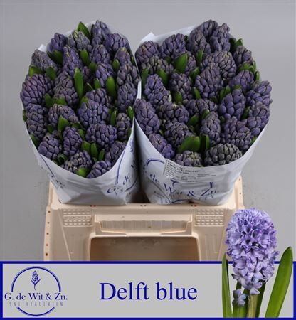 Hyac Delft Blue