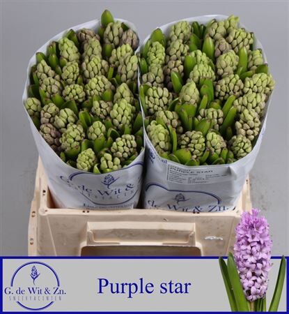 Hyac Purple Star
