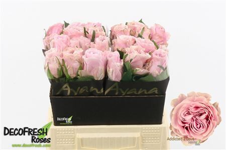 R Gr Addicted 2 Love