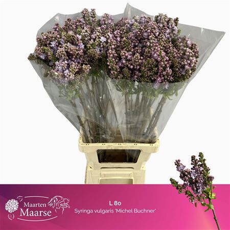 Syr V Michel Buchner