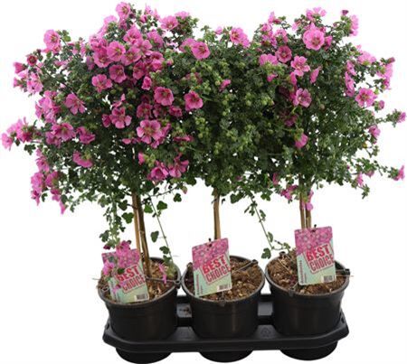 Anisodontea El Princess Stam