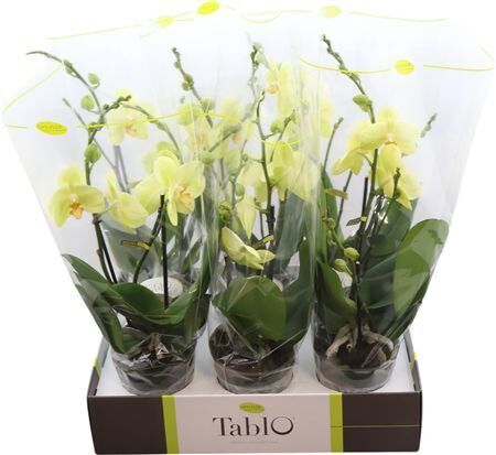 Phal Tablo Limoncello 2 Tak