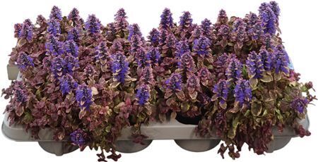 Ajuga Reptans