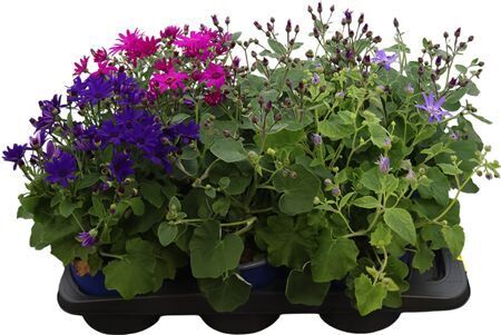 Pericallis Mandala Gemengd